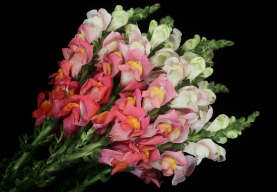 Snapdragon Bouquet