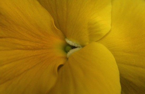 Yellow Pansy Center