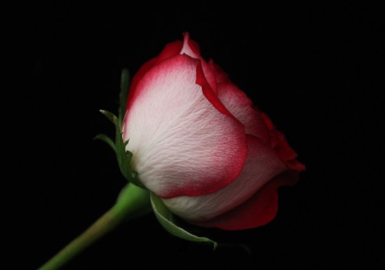 Red and White Rose
