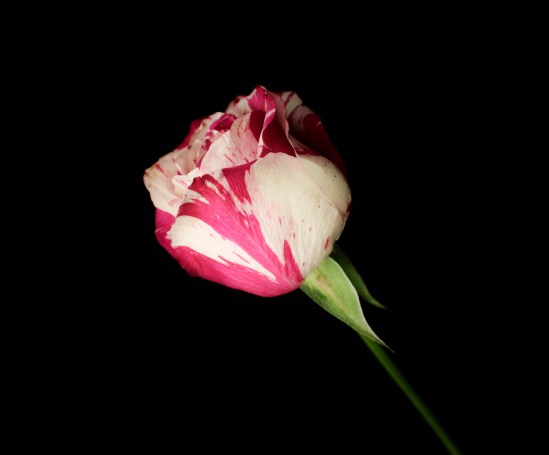 Dark Pink & White Rosebud
