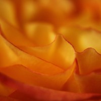 Rose Petal Abstract