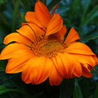 Orange Gazania Flower