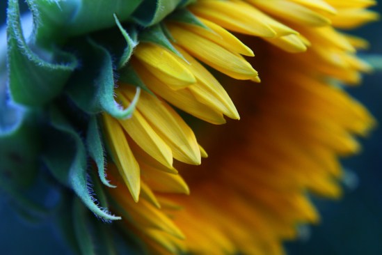 9.5.14.sunflower.jpeg