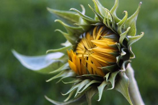 10.6.14.sunflower.jpeg