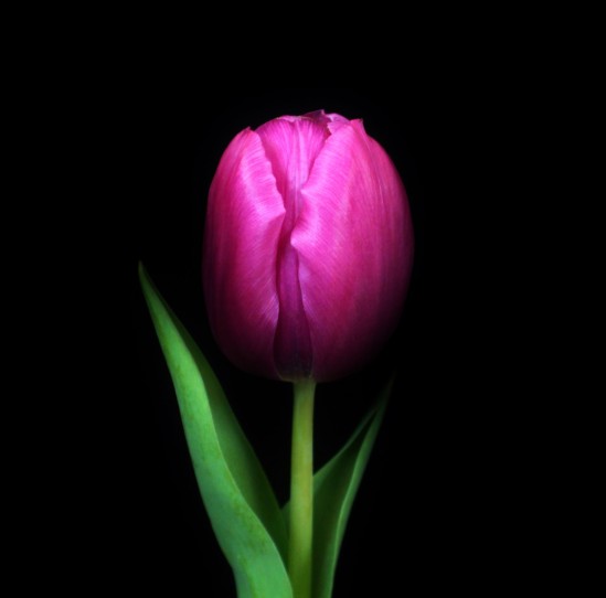 4.9.15.tulip.jpeg